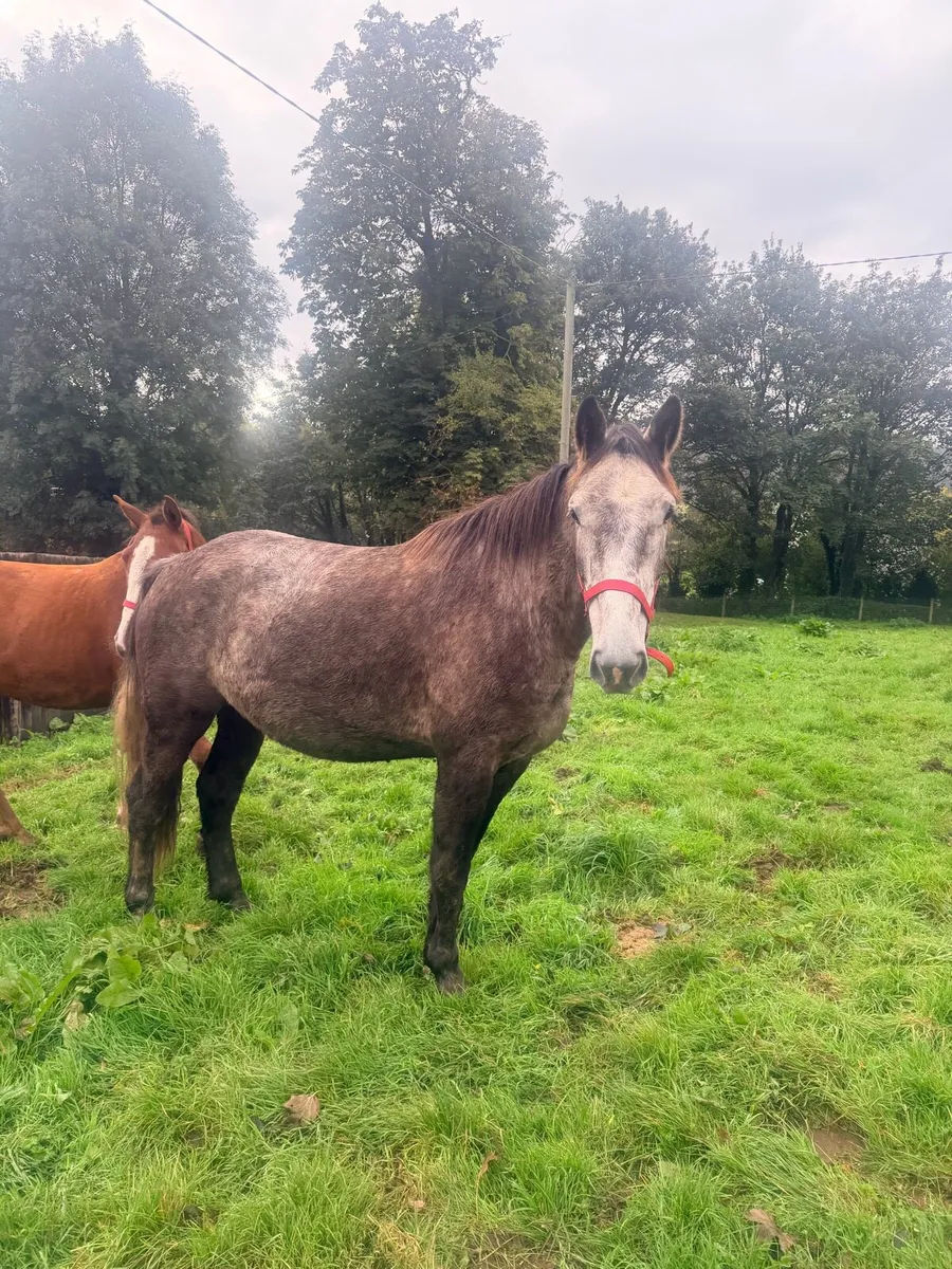 2four year old Irish draught geldings - Image 1