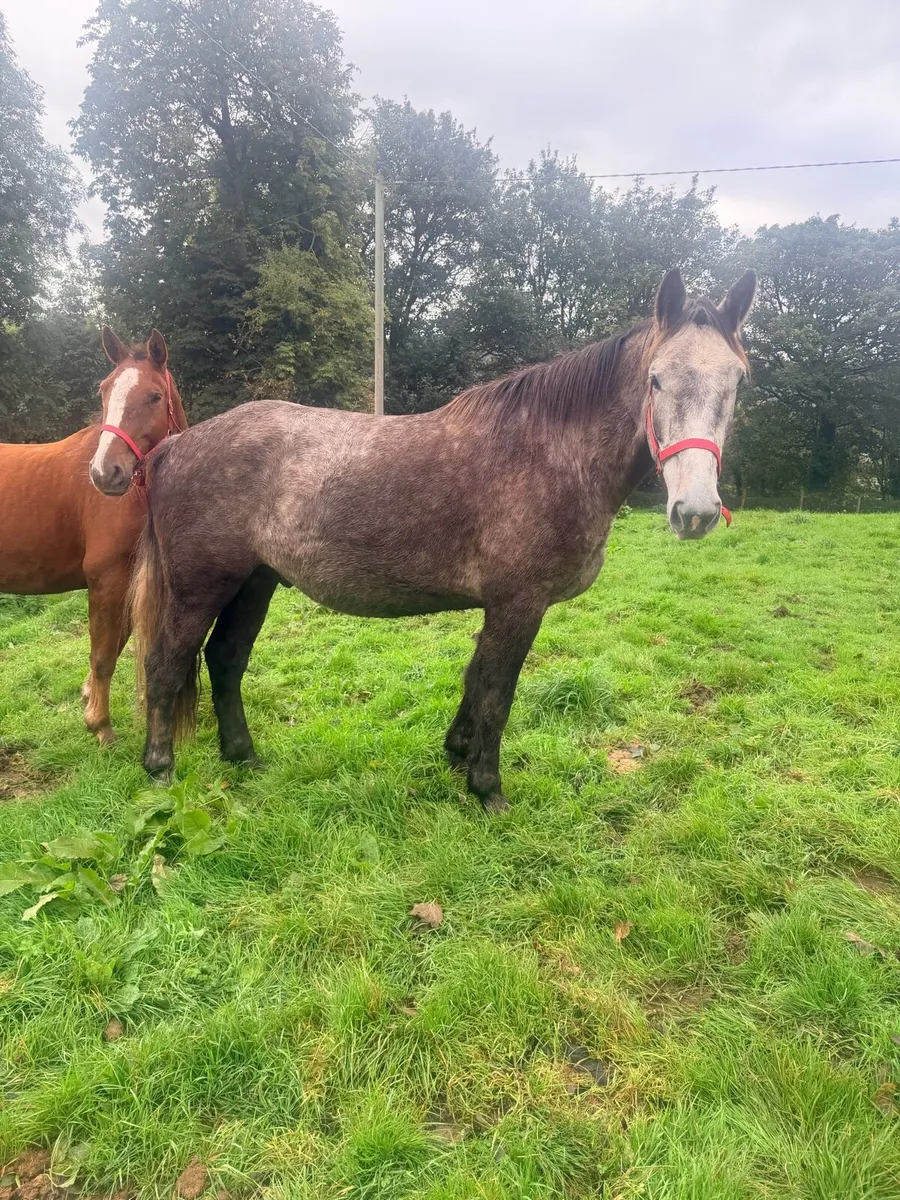 2four year old Irish draught geldings - Image 4