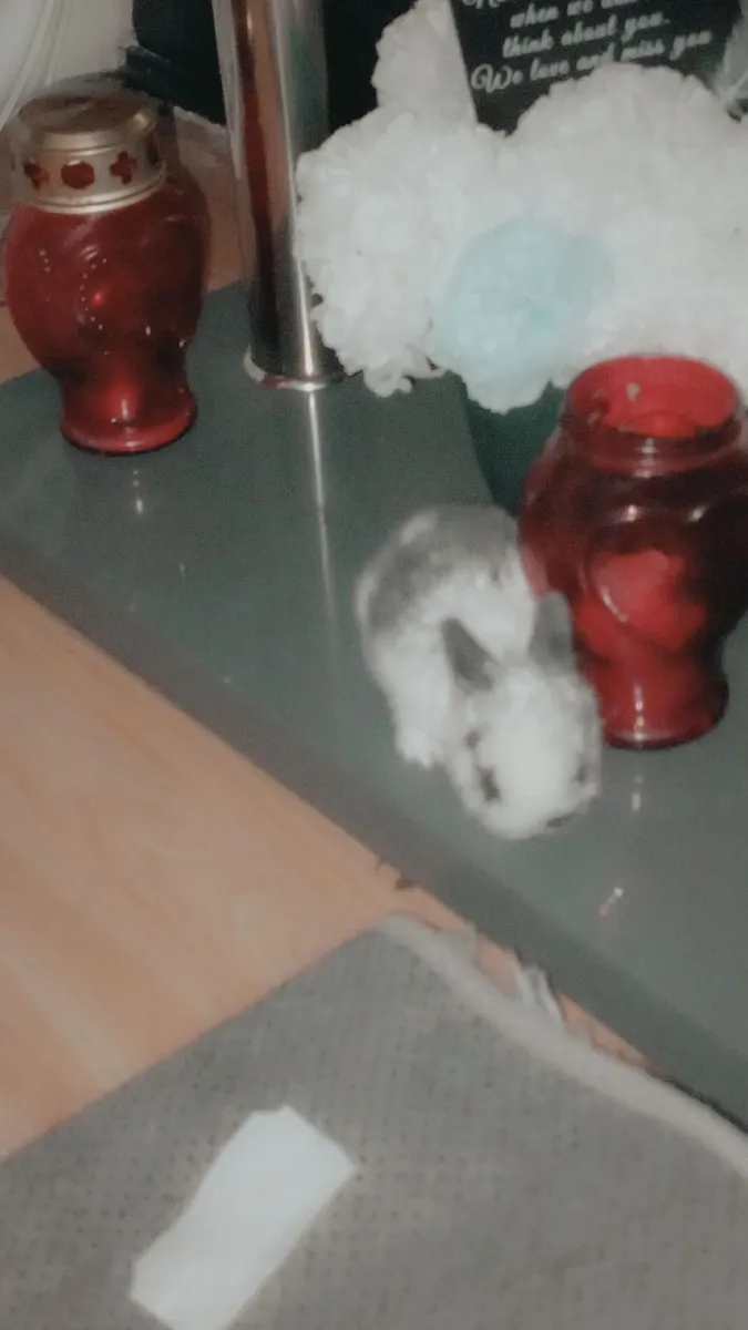 Rabbit - Image 1