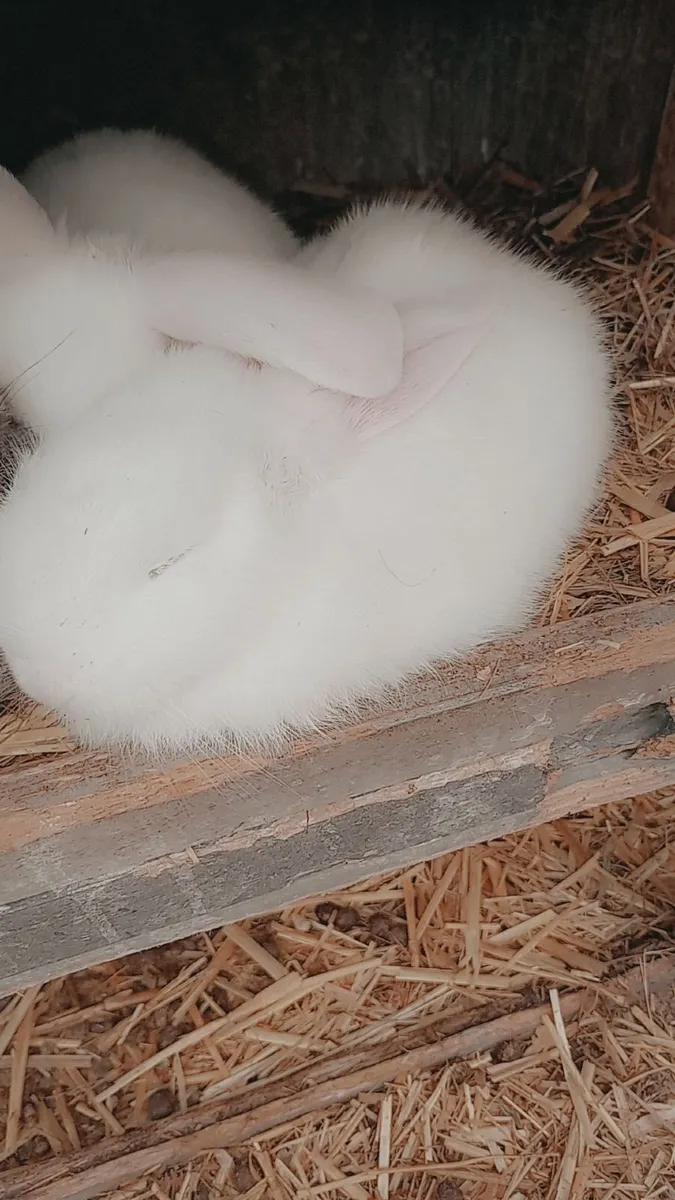 Rabbit - Image 2
