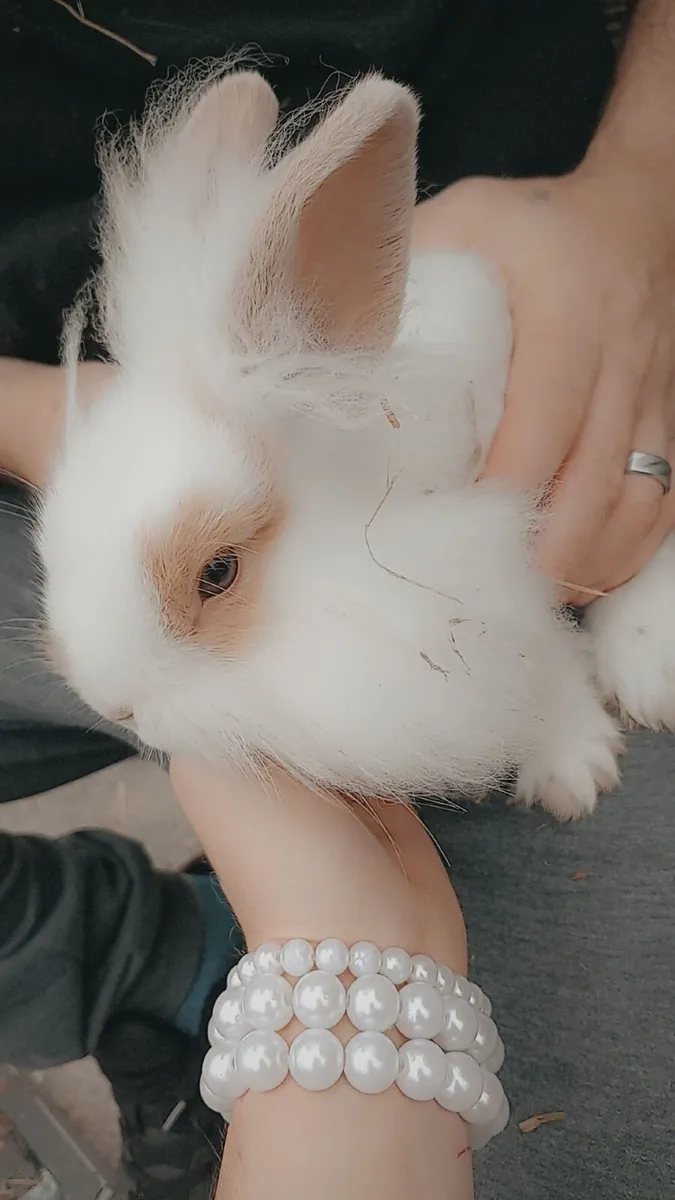 Rabbit - Image 3