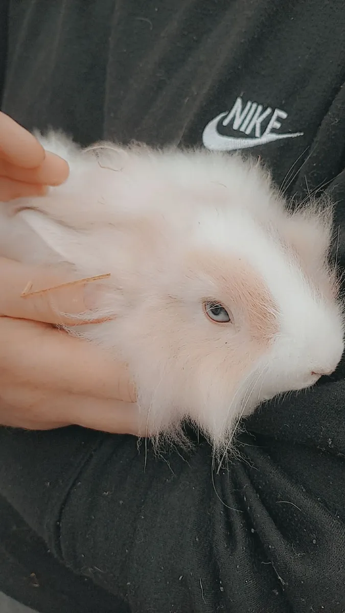 Rabbit - Image 4