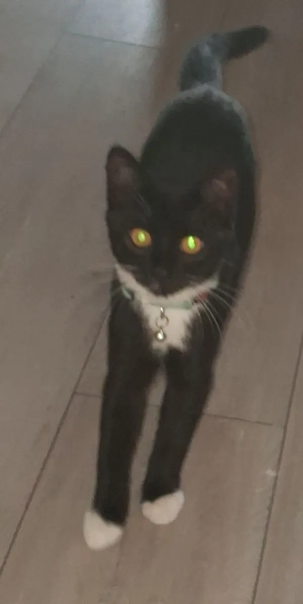 Cats - Image 1