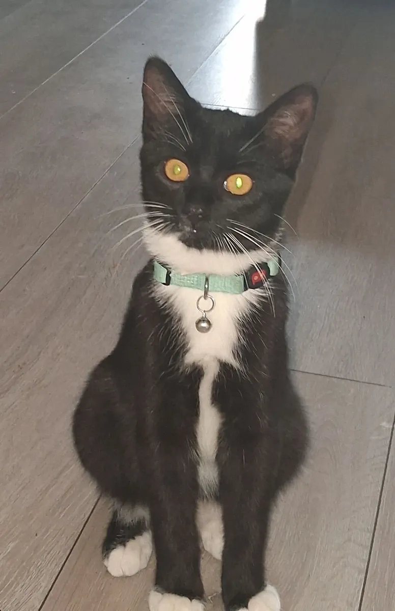 Cats - Image 2