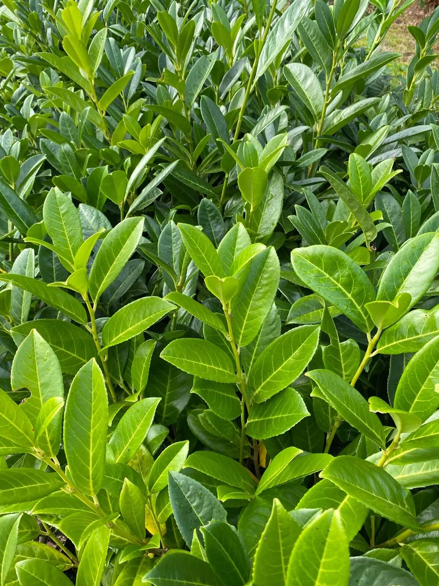 Laurel Hedging Plants in Pots - Image 1