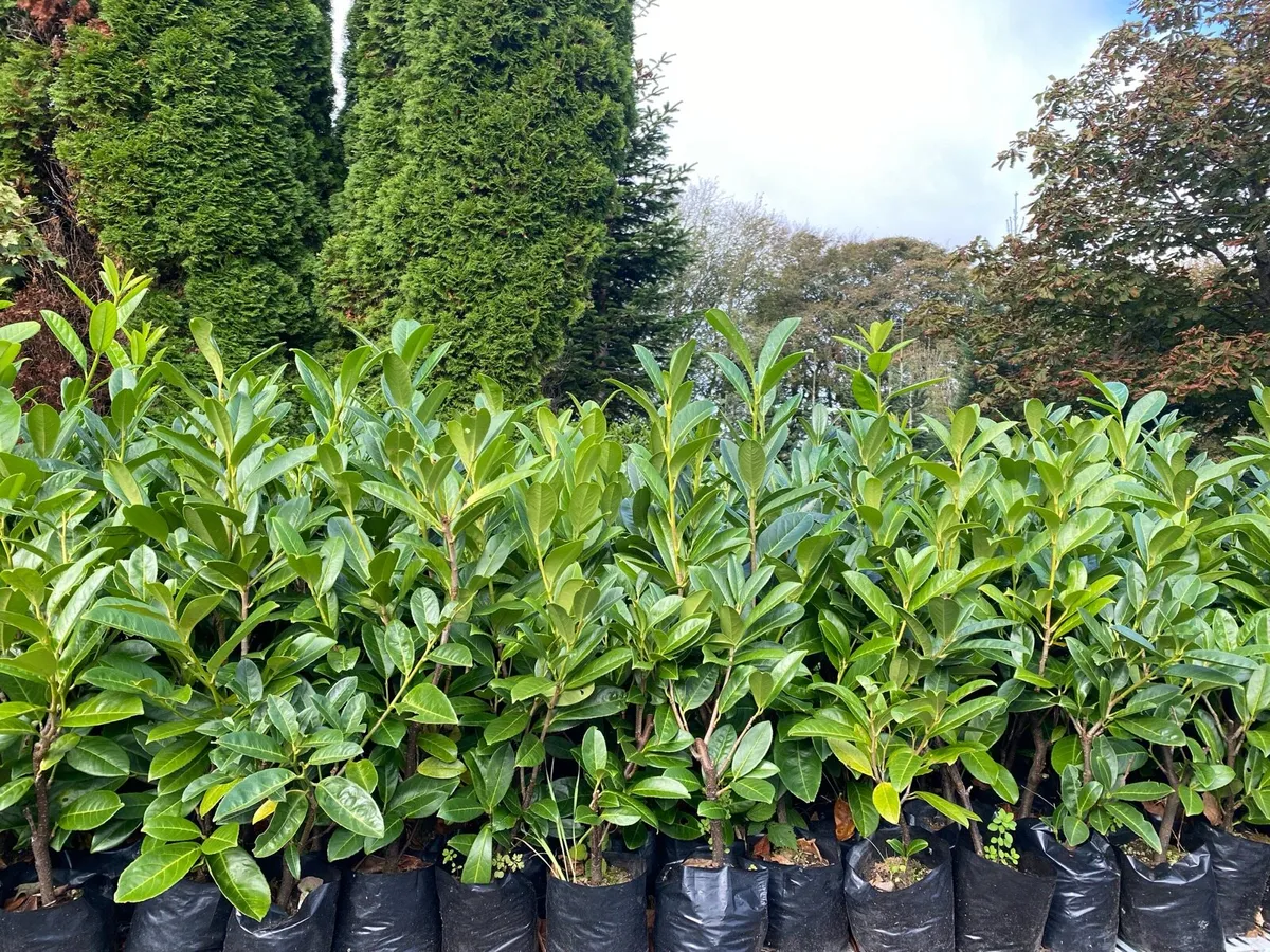 Laurel Hedging Plants in Pots - Image 2