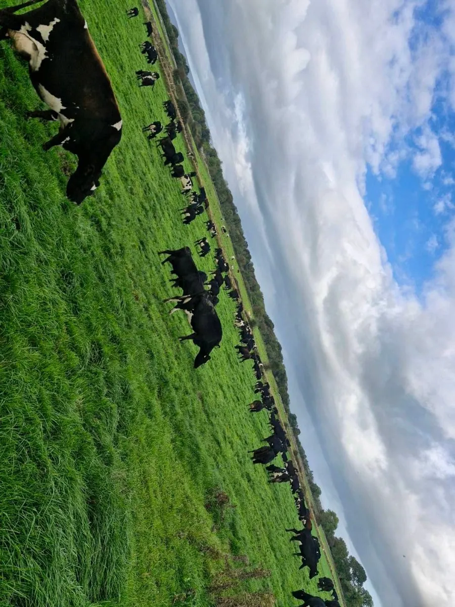 Young empty cows - Image 1