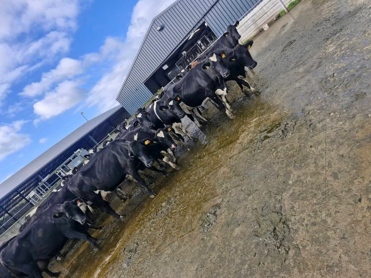 Young empty cows - Image 3