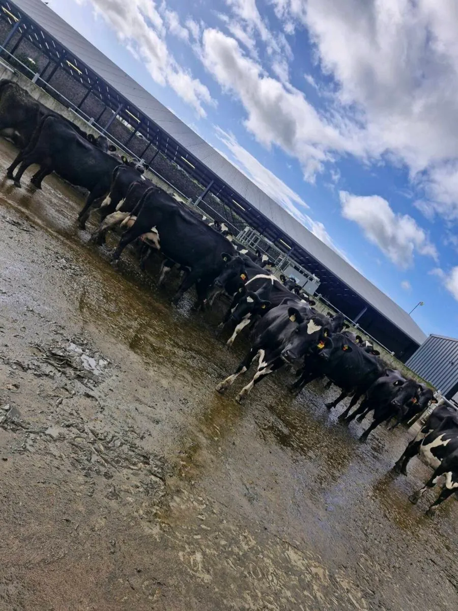Young empty cows - Image 4