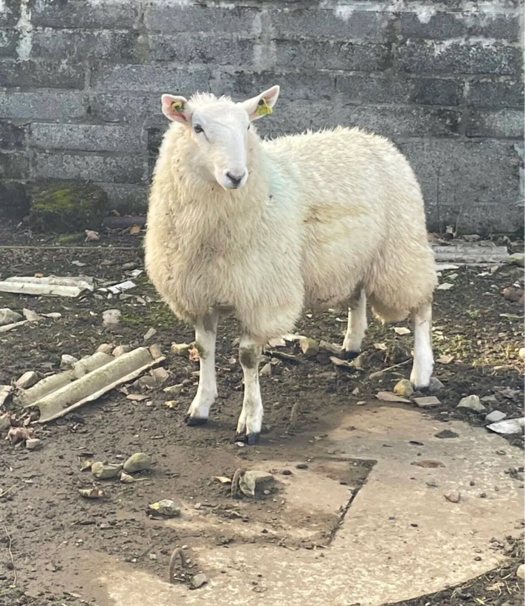 Sis approved Wicklow Cheviot ram lamb - Image 1