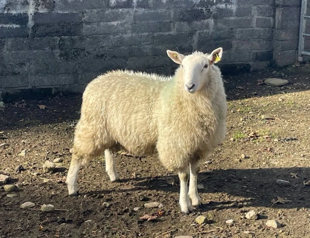 Sis approved Wicklow Cheviot ram lamb - Image 2