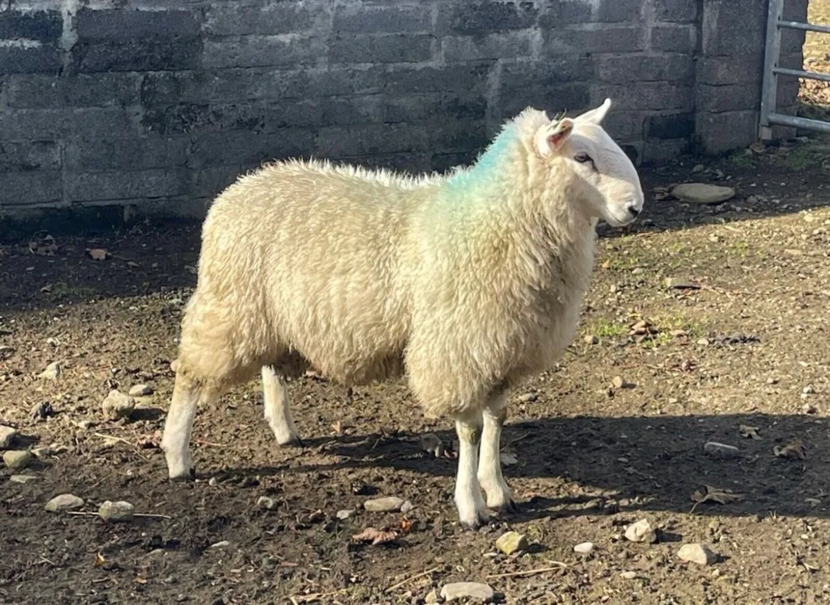 Sis approved Wicklow Cheviot ram lamb - Image 3