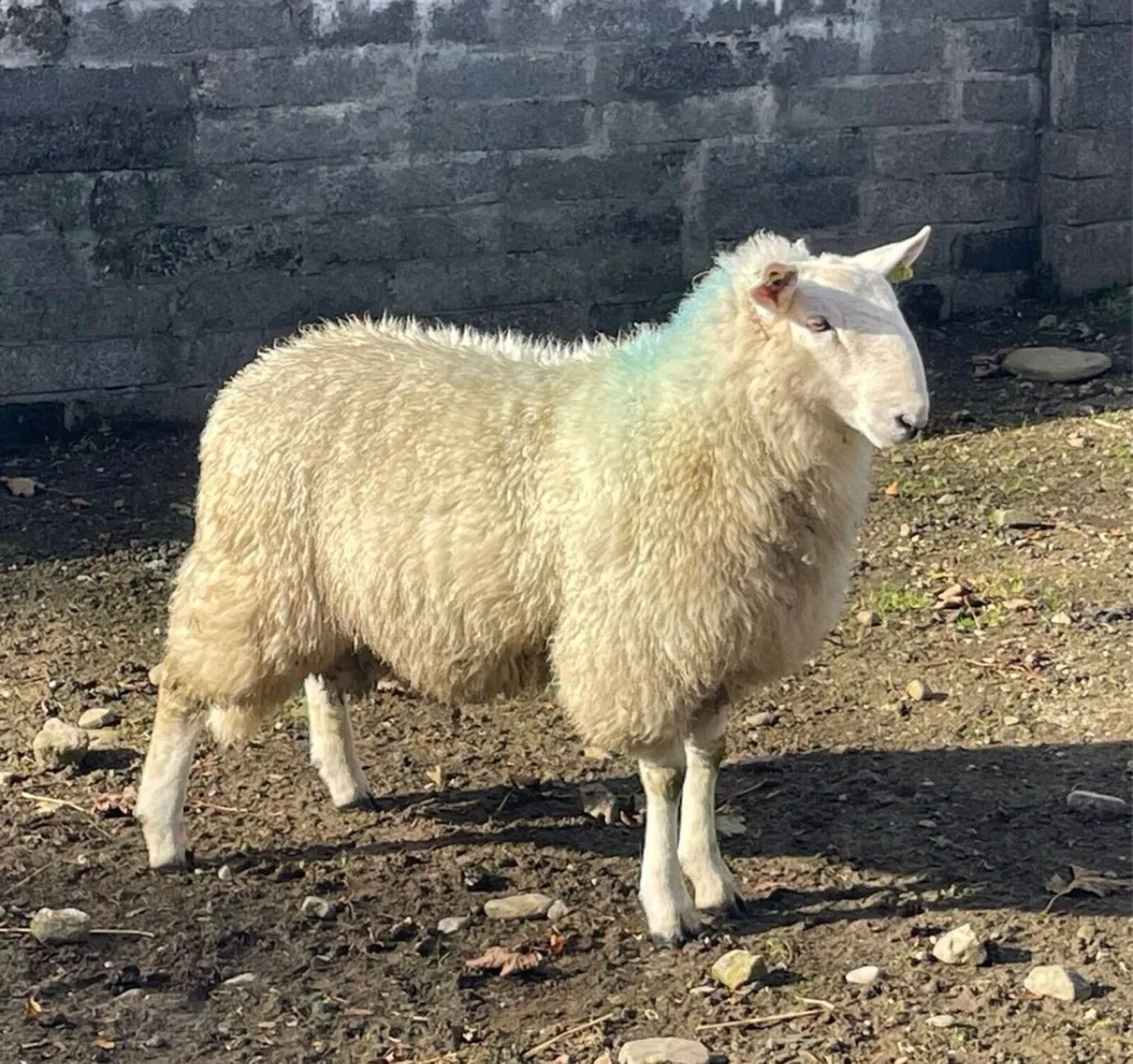 Sis approved Wicklow Cheviot ram lamb - Image 4