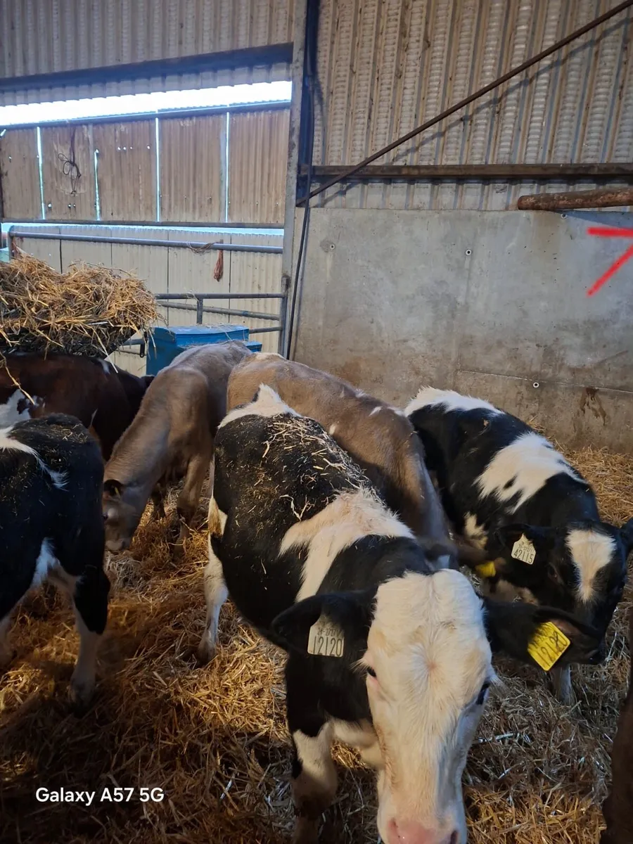Continental calves - Image 1