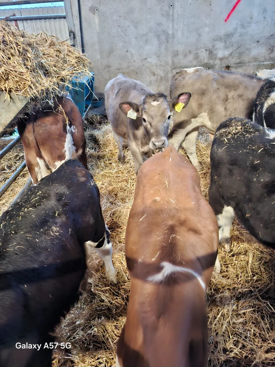 Continental calves - Image 2