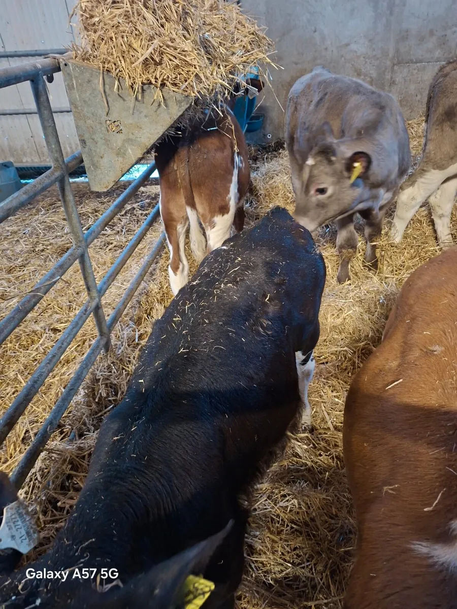 Continental calves - Image 3