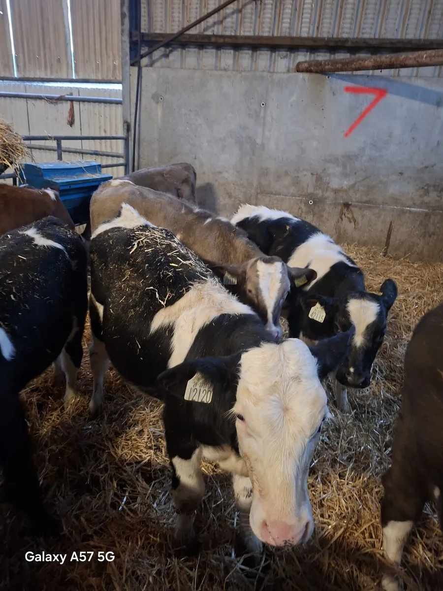 Continental calves - Image 4