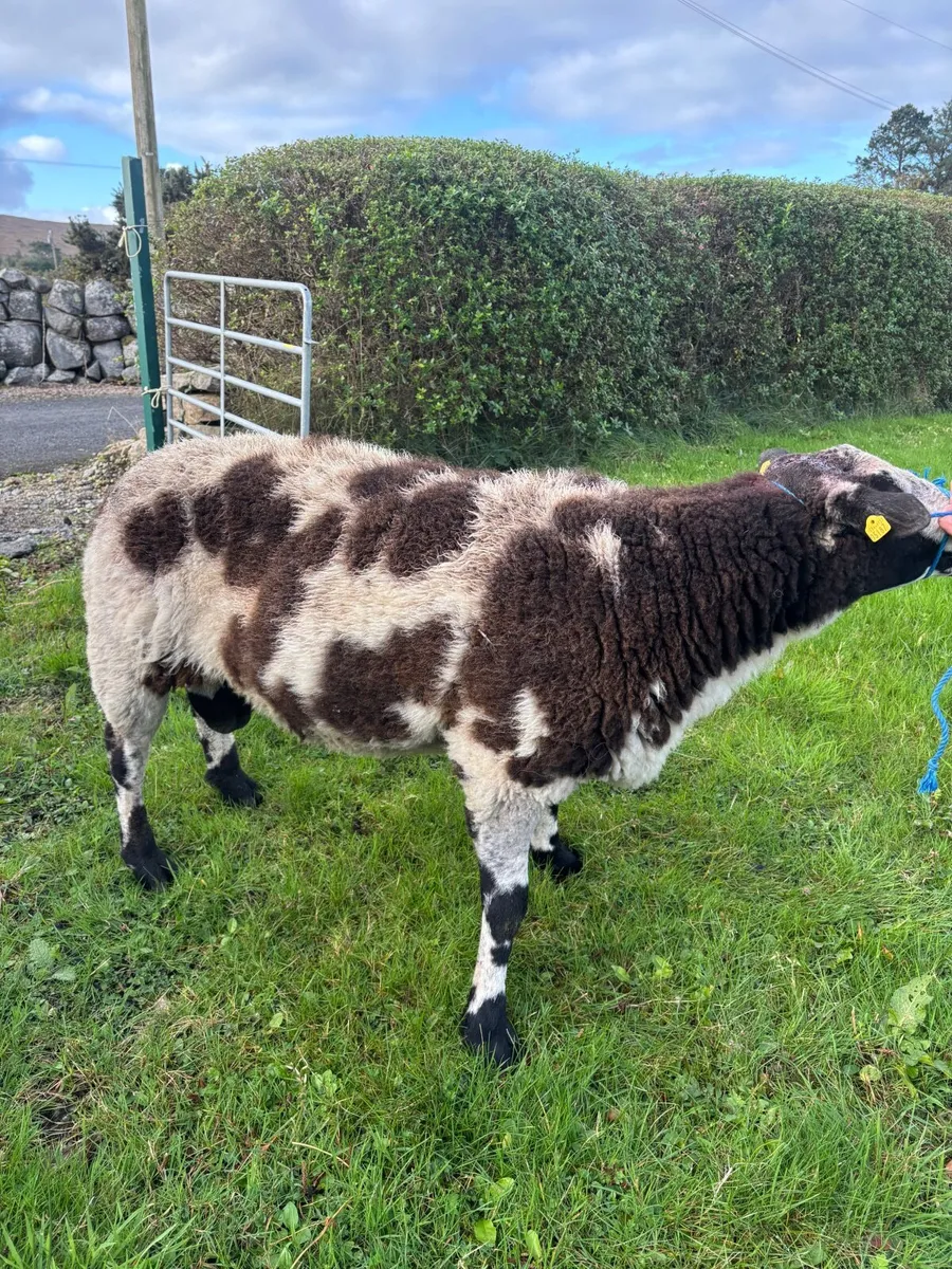 Spotted Dutch Ram - Image 2