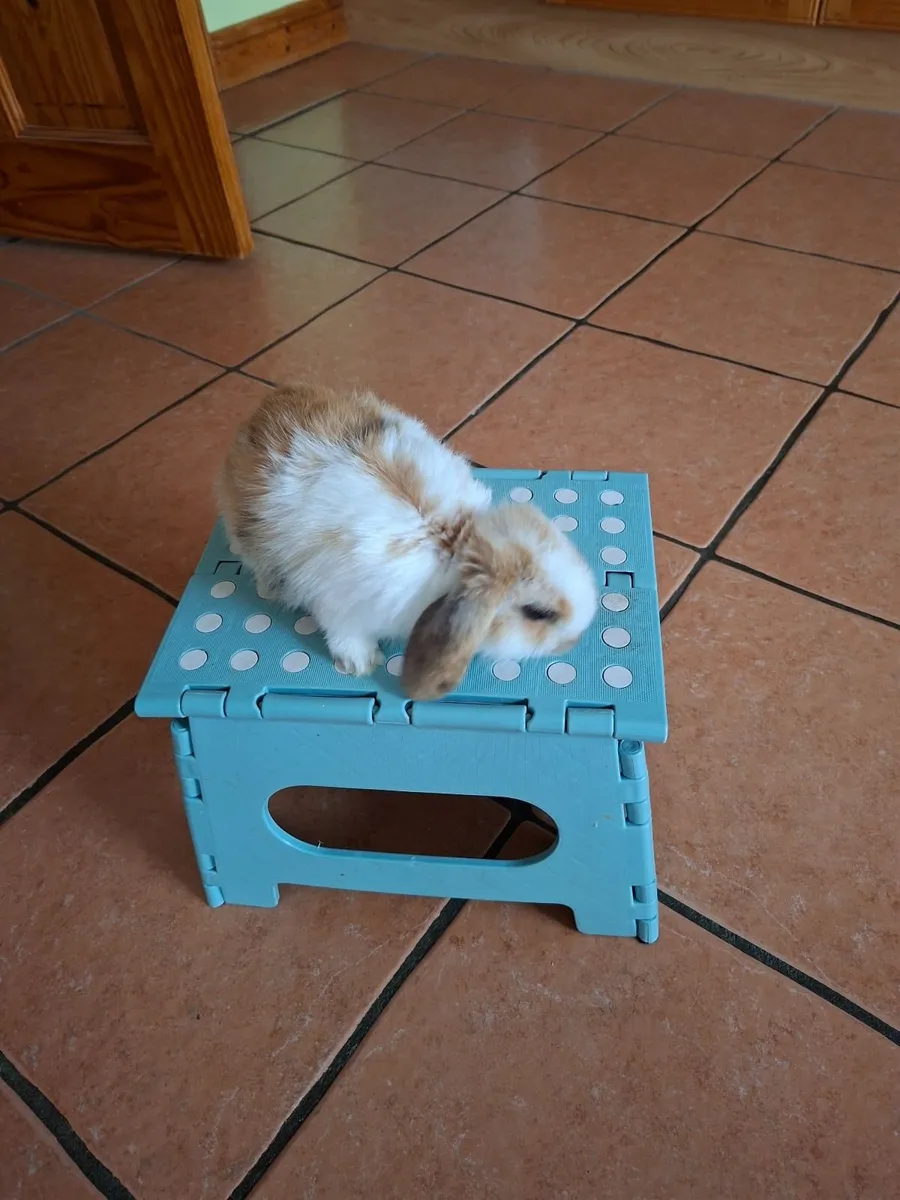 Mini lop bunny - Image 2