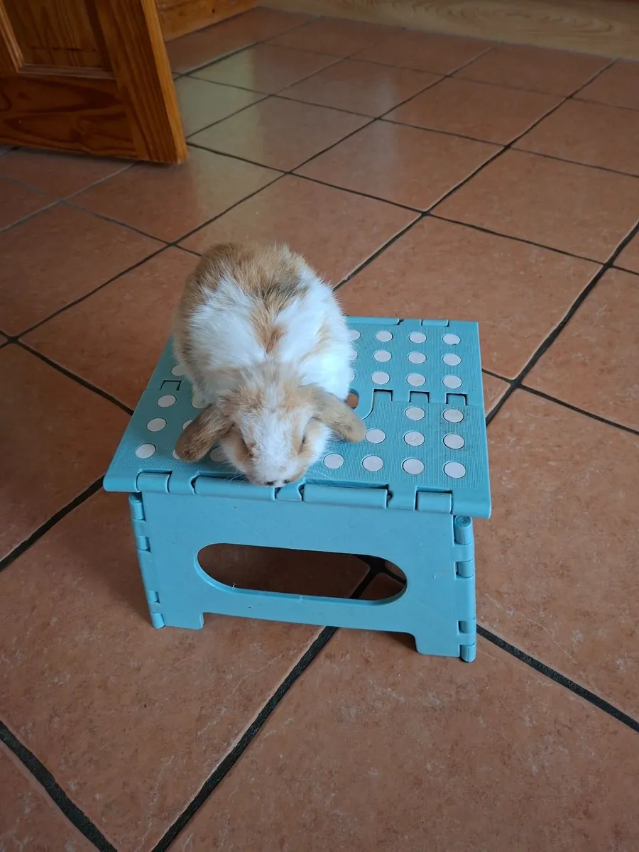 Mini lop bunny - Image 1