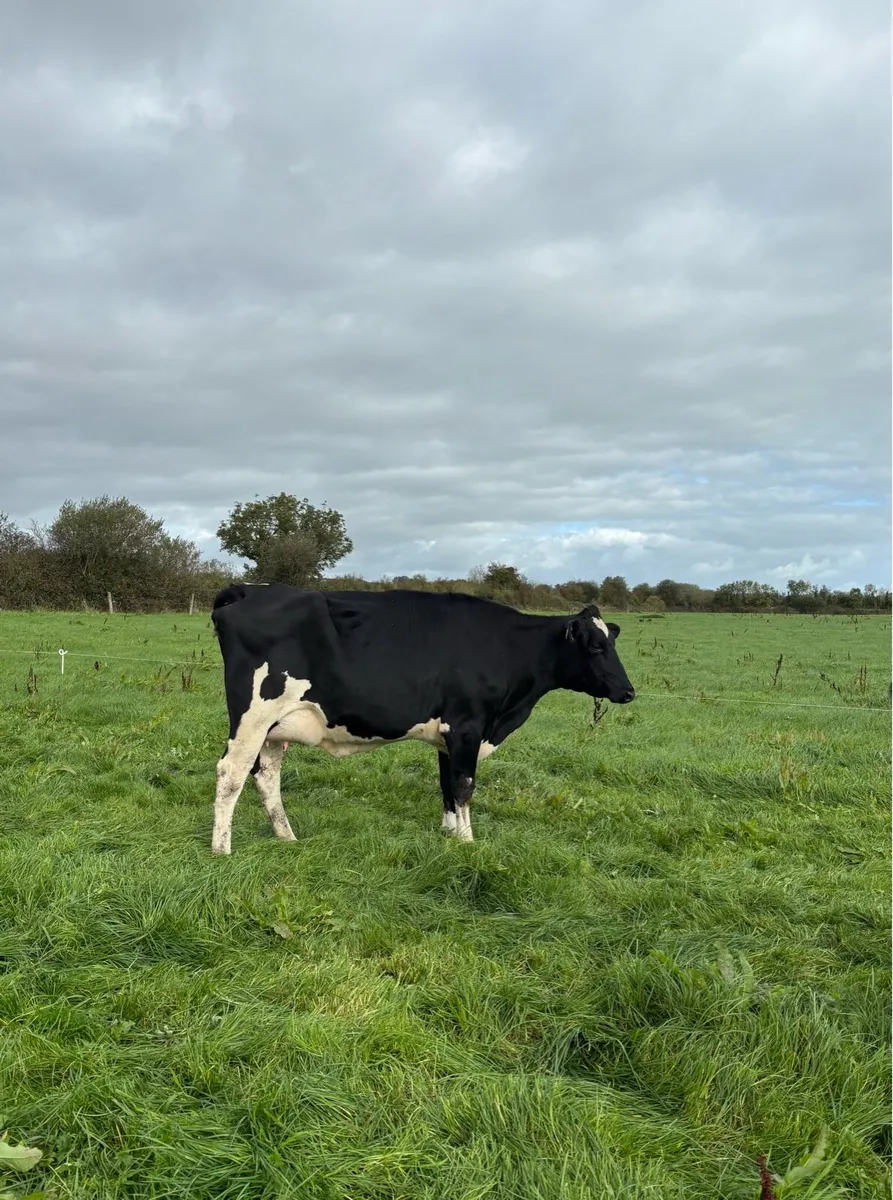 Freshly Calved - Image 2