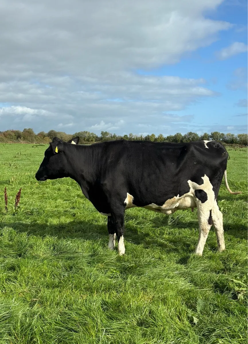 Freshly Calved - Image 3