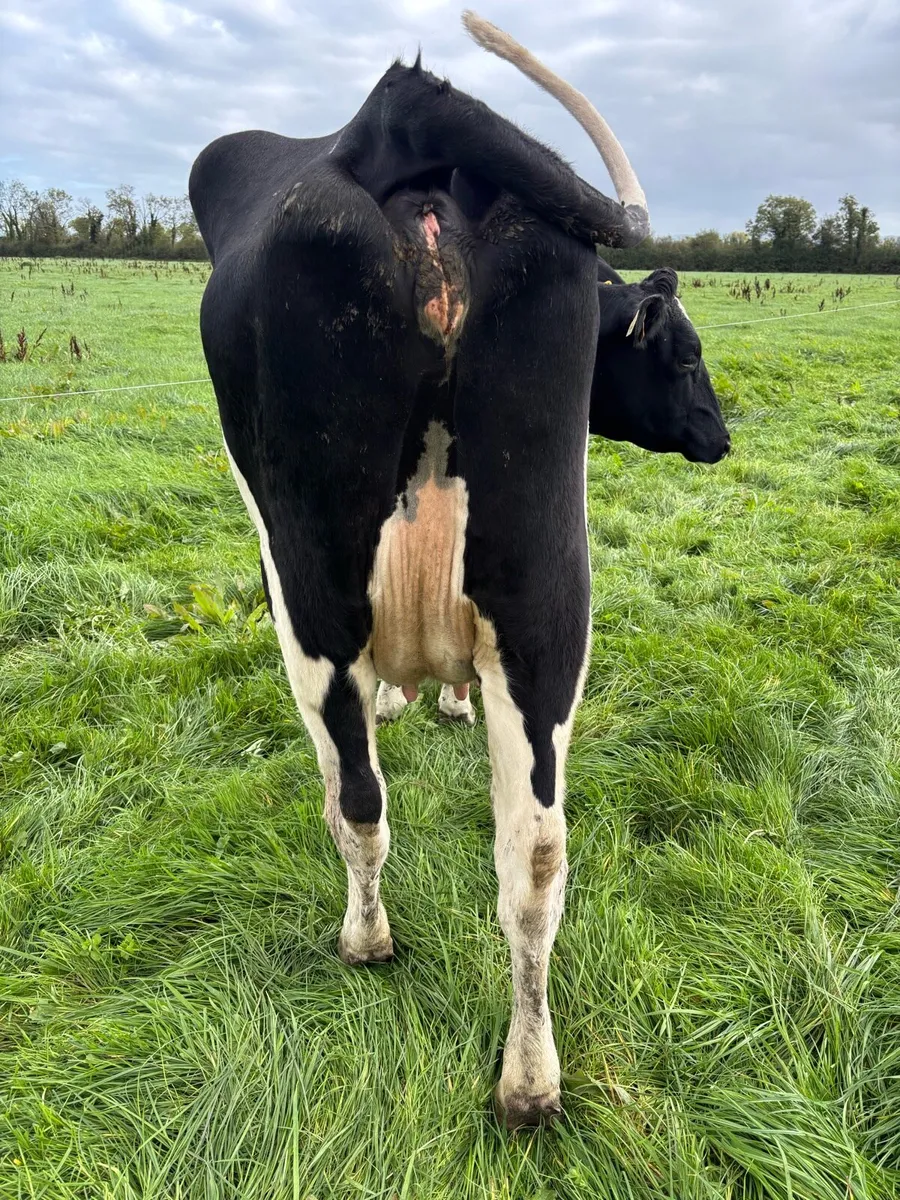 Freshly Calved - Image 4