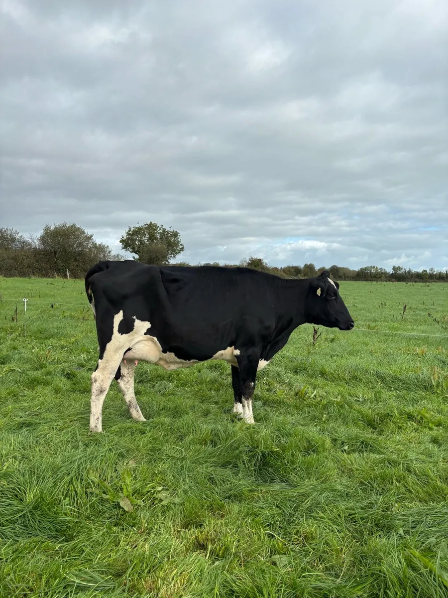 Freshly Calved - Image 1