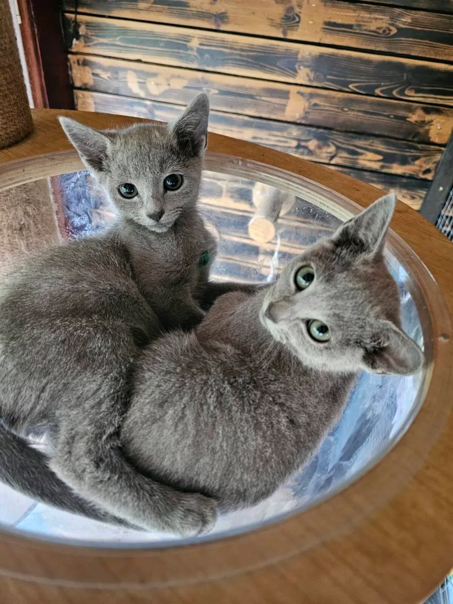 Russian Blue boys available 💙 - Image 1