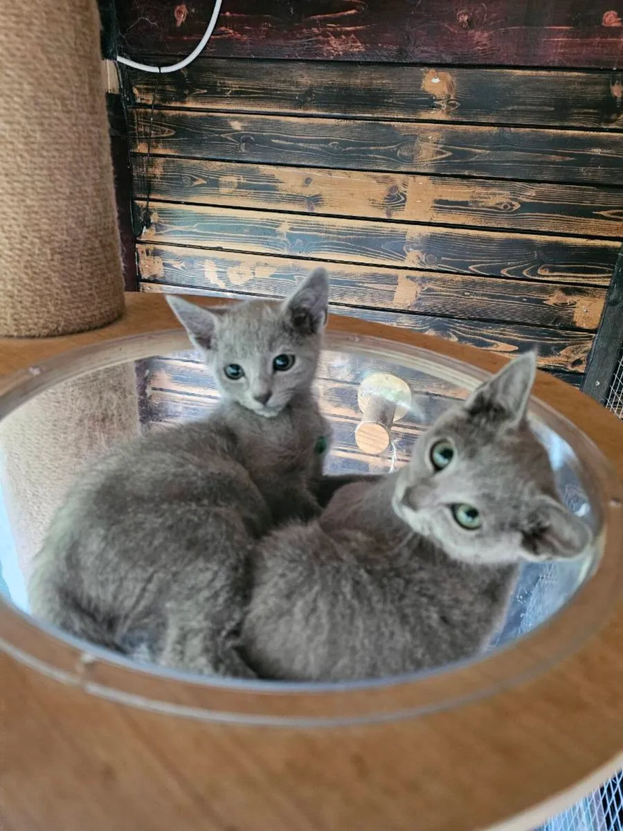 Russian Blue boys available 💙 - Image 4