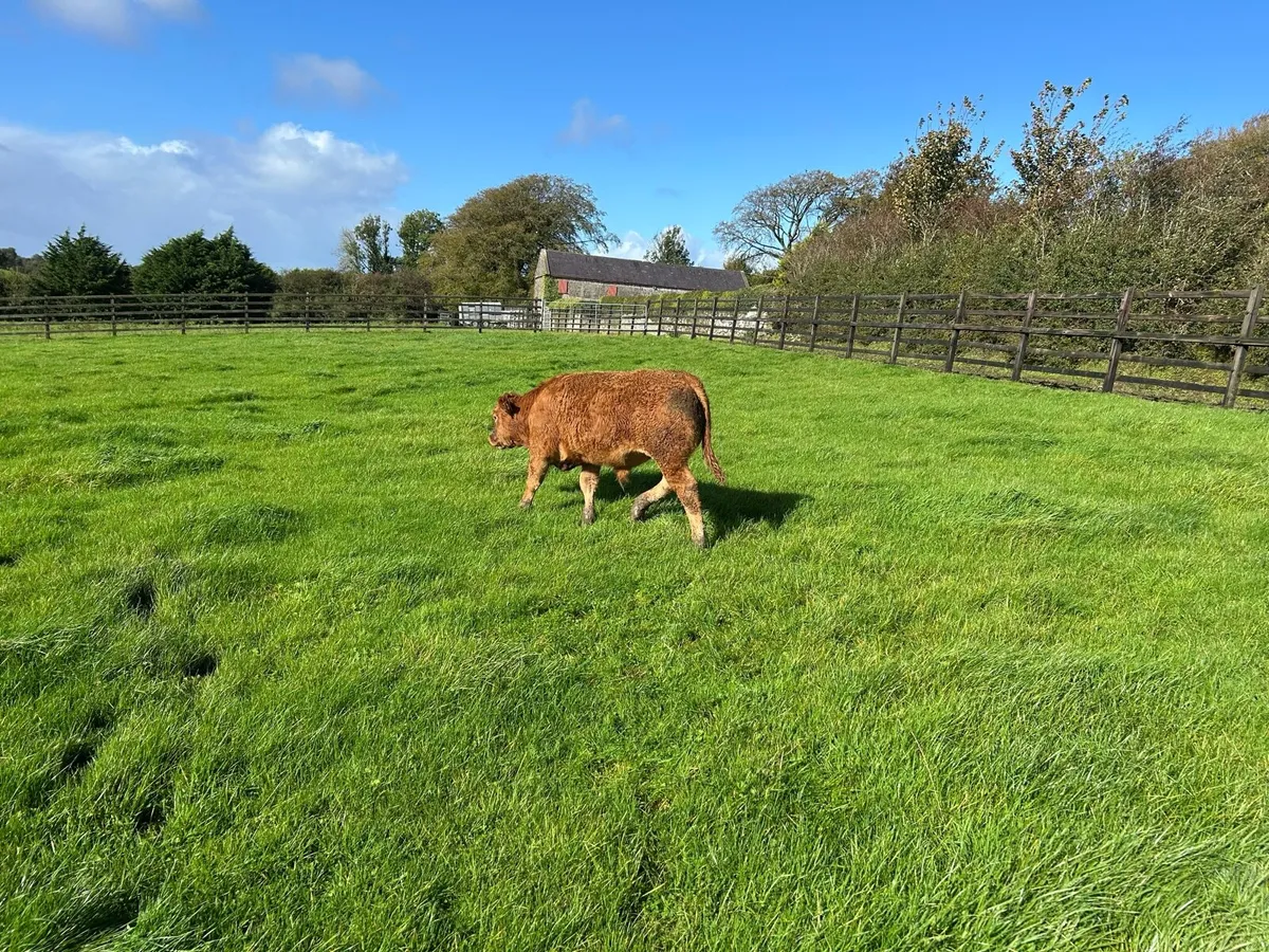 16 Quality Bull Weanlings - Image 1