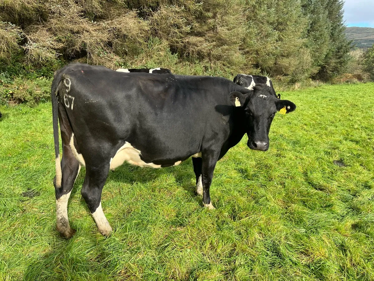 Young empty cows for Gortatlea Mart Friday16th Oct - Image 1