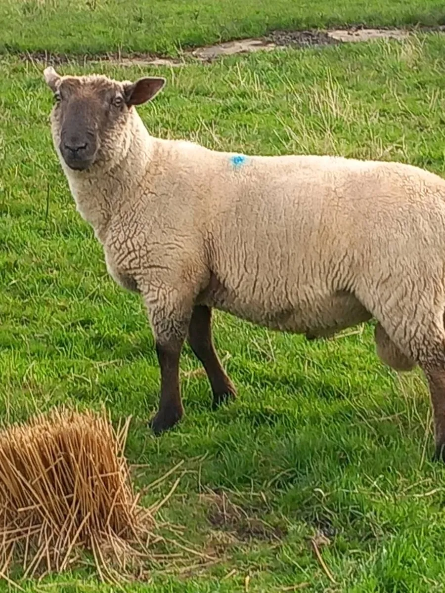 Hogged Suftex ram - Image 1