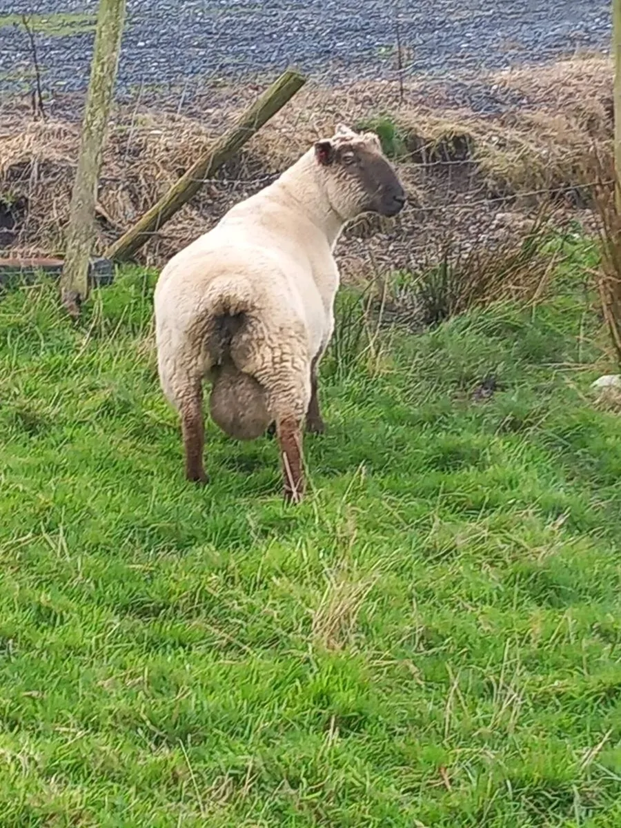 Hogged Suftex ram - Image 4