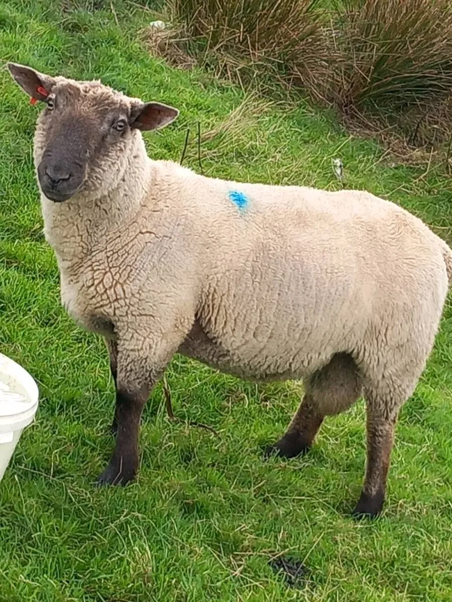 Hogged Suftex ram - Image 2