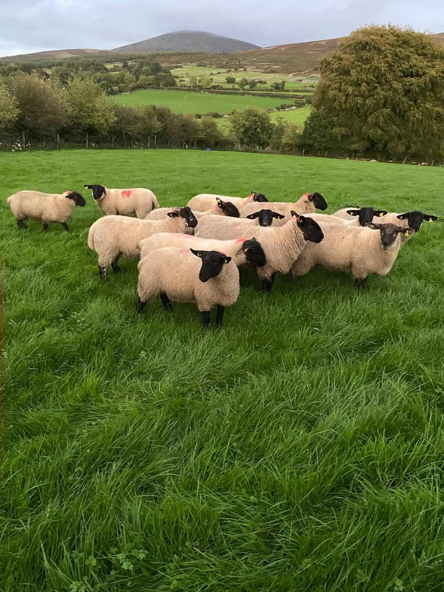Ewe Lambs - Image 1