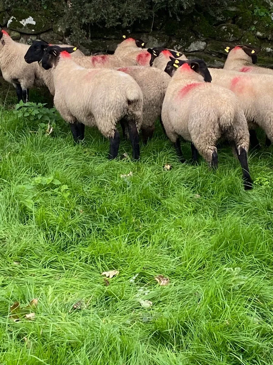 Ewe Lambs - Image 4