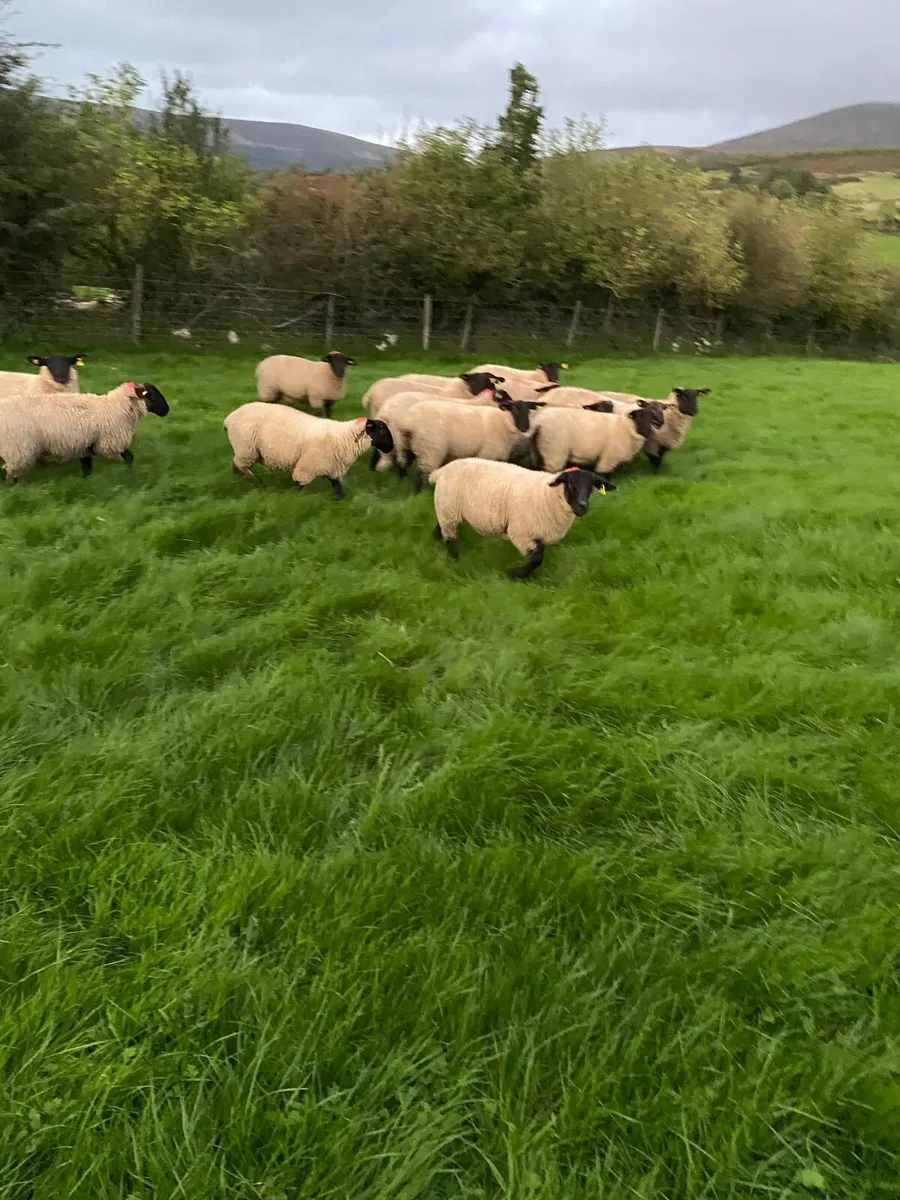 Ewe Lambs - Image 2