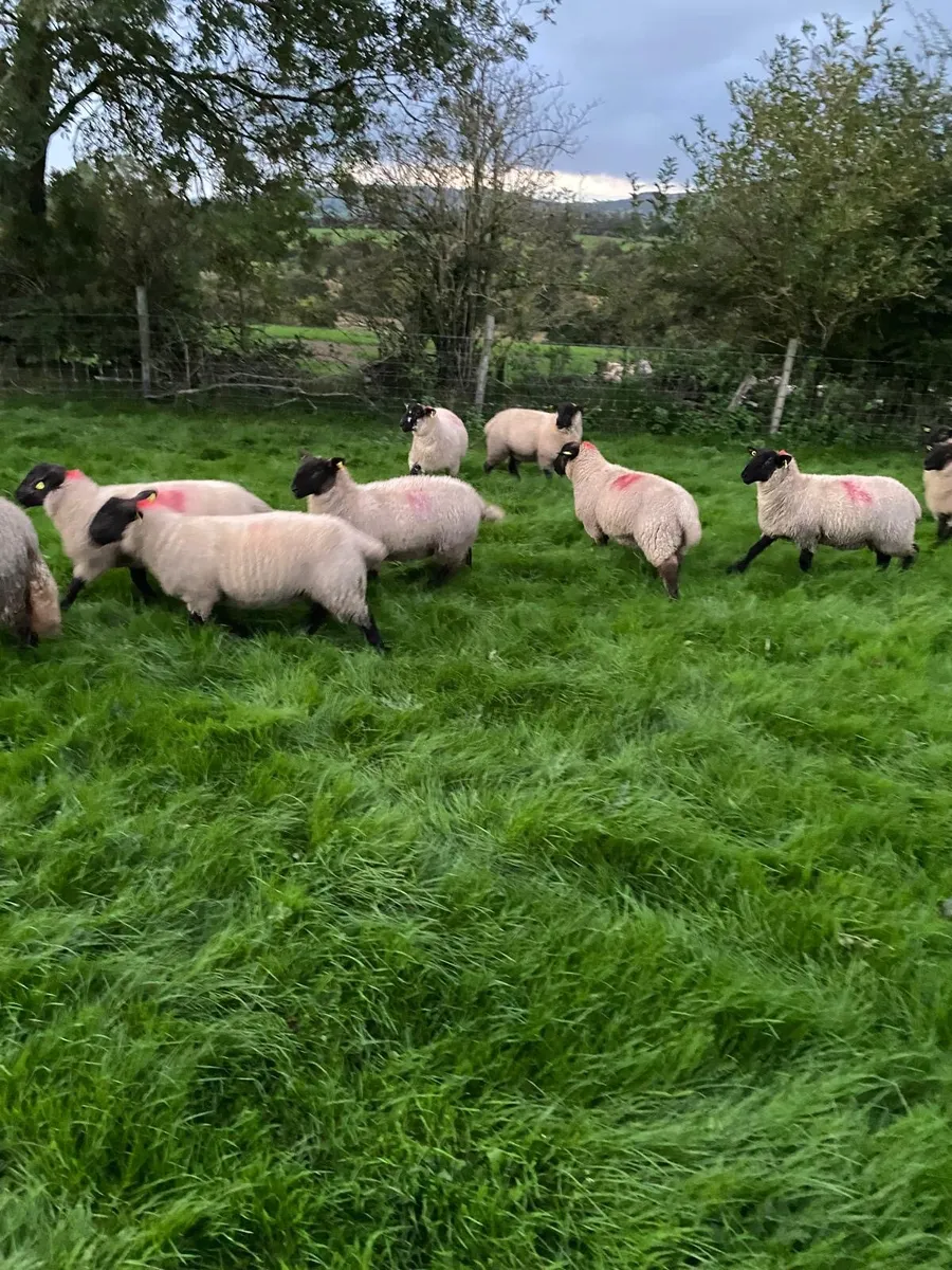 Ewe Lambs - Image 3