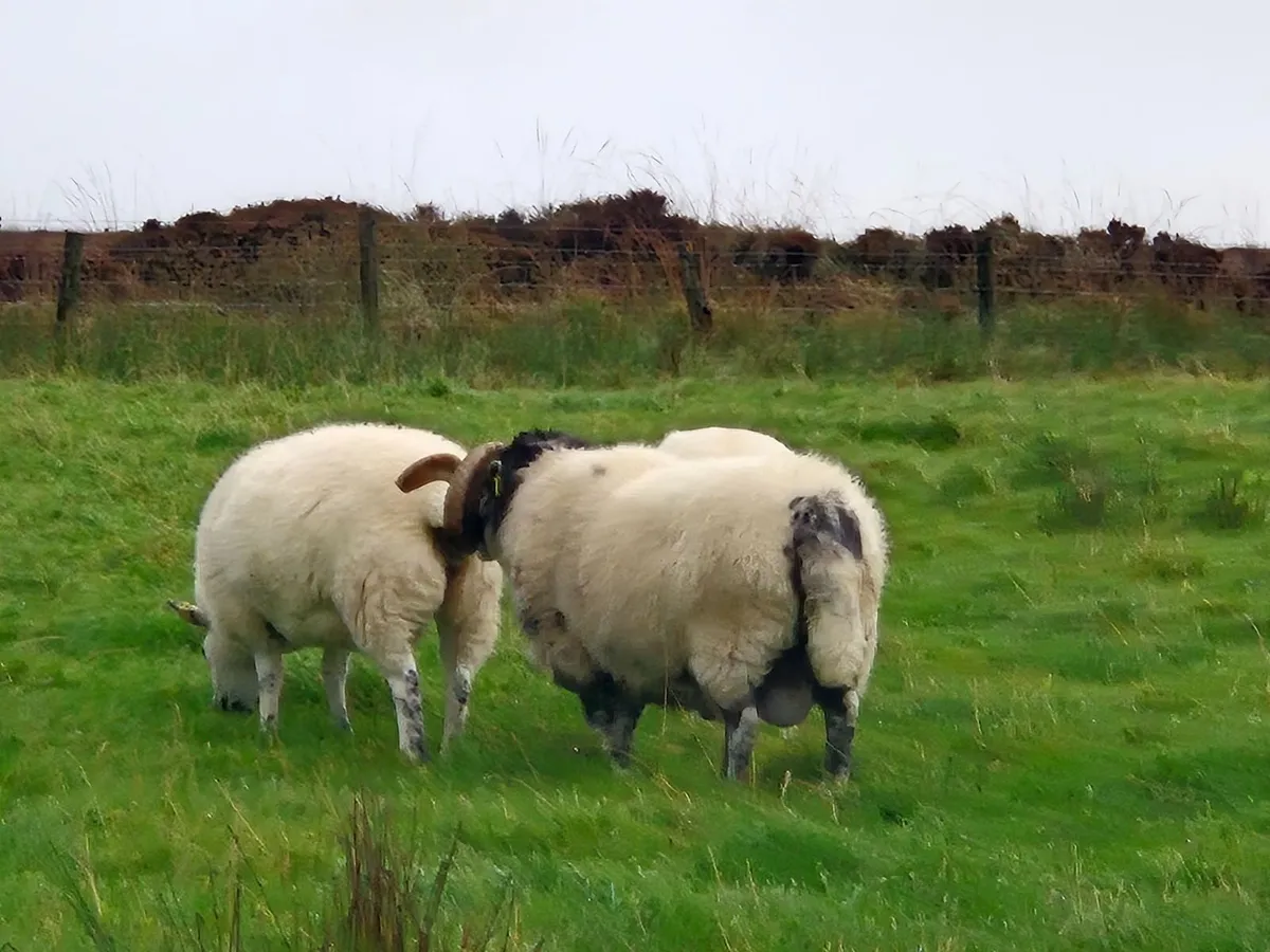 Lanark ram PBNR - Image 3