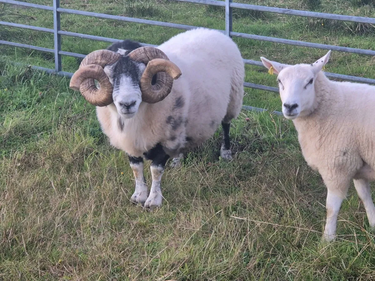 Lanark ram PBNR - Image 1