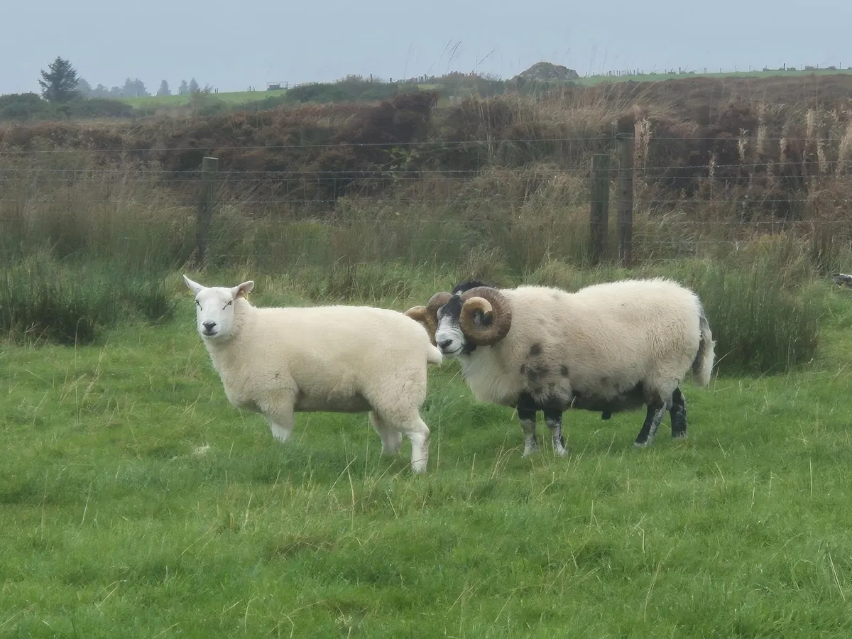 Lanark ram PBNR - Image 4