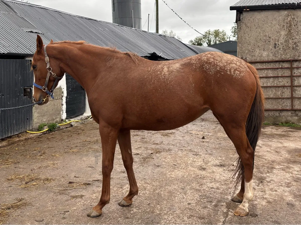 Soldier of Fortune filly - Image 4