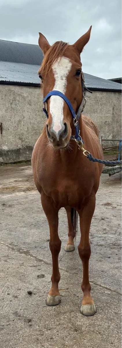 Soldier of Fortune filly - Image 2