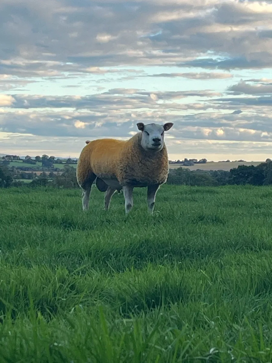 💥Super texel x Beltex ram lamb 💥 - Image 2