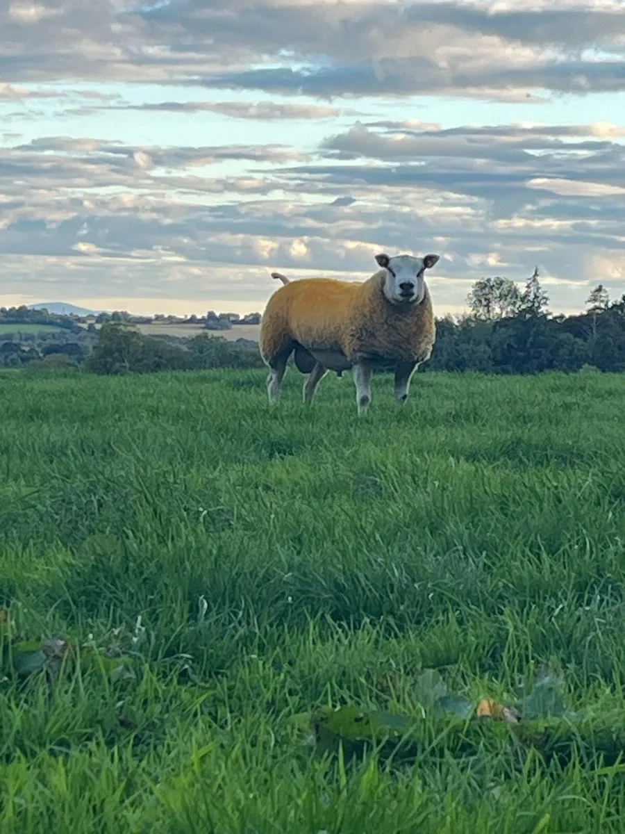 💥Super texel x Beltex ram lamb 💥 - Image 3