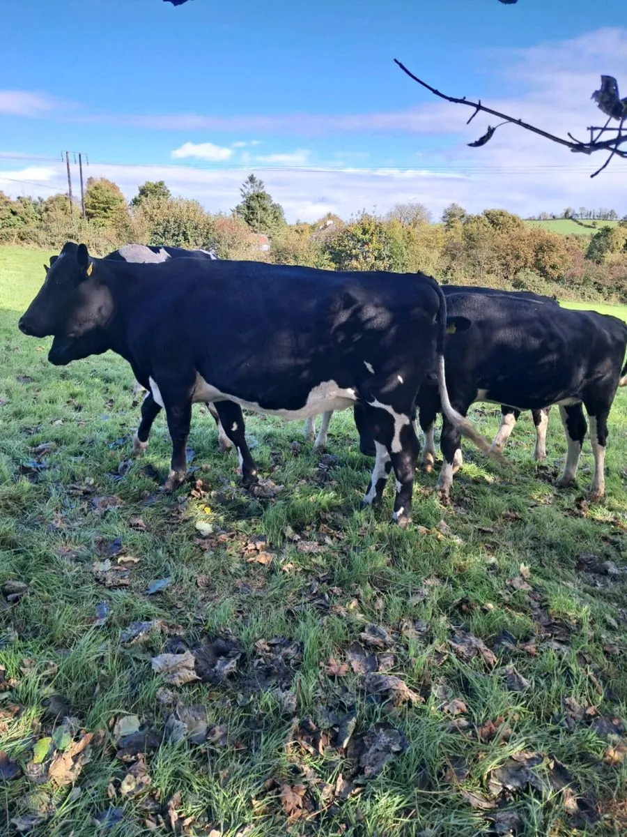 Incalf heifers - Image 3