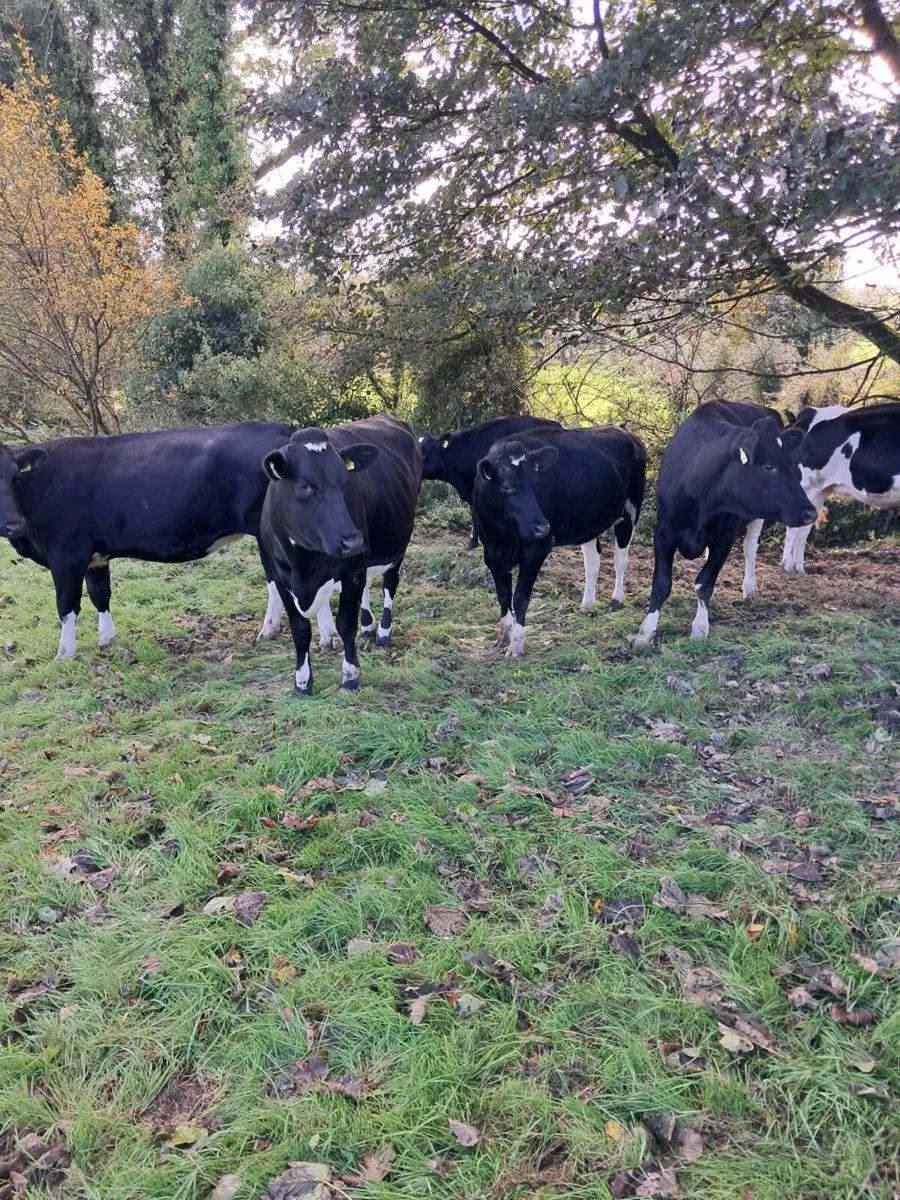 Incalf heifers - Image 4