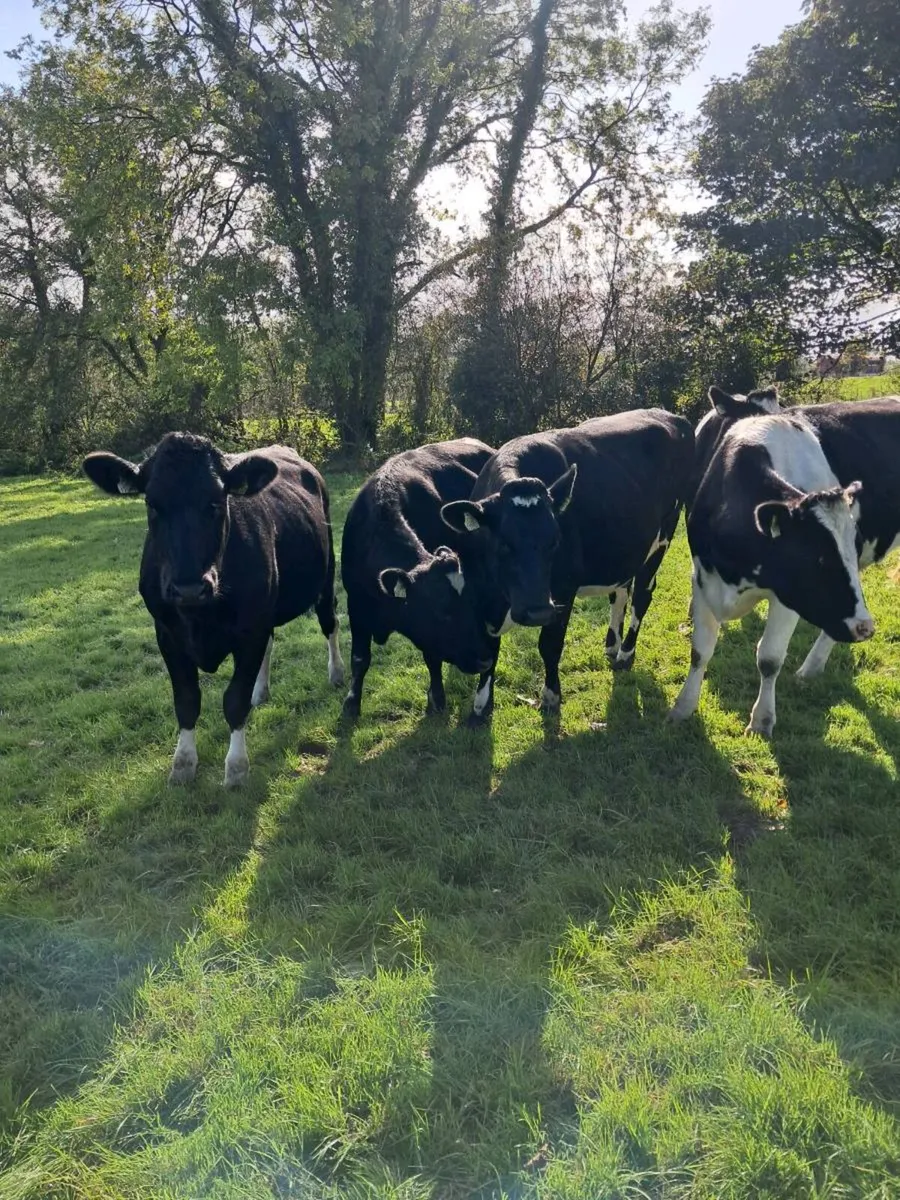 Incalf heifers - Image 1