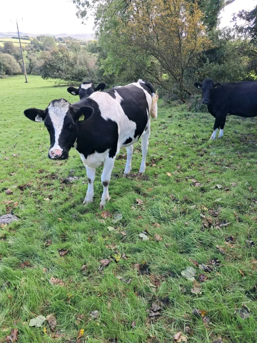 Incalf heifers - Image 2